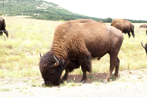 I Wichita Falls nationalpark strövar bisonoxarna fritt